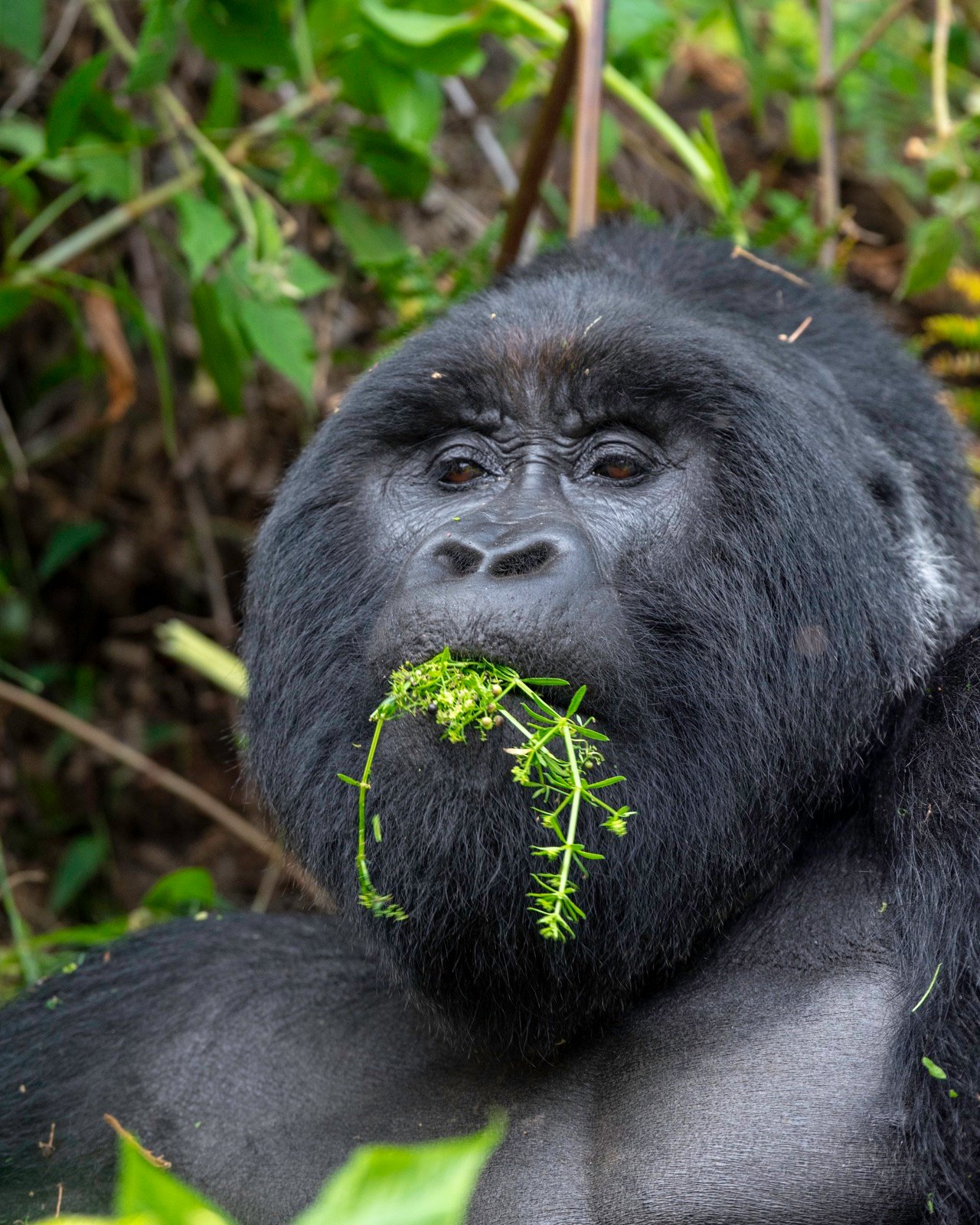 Bwindi Impenetrable National Park