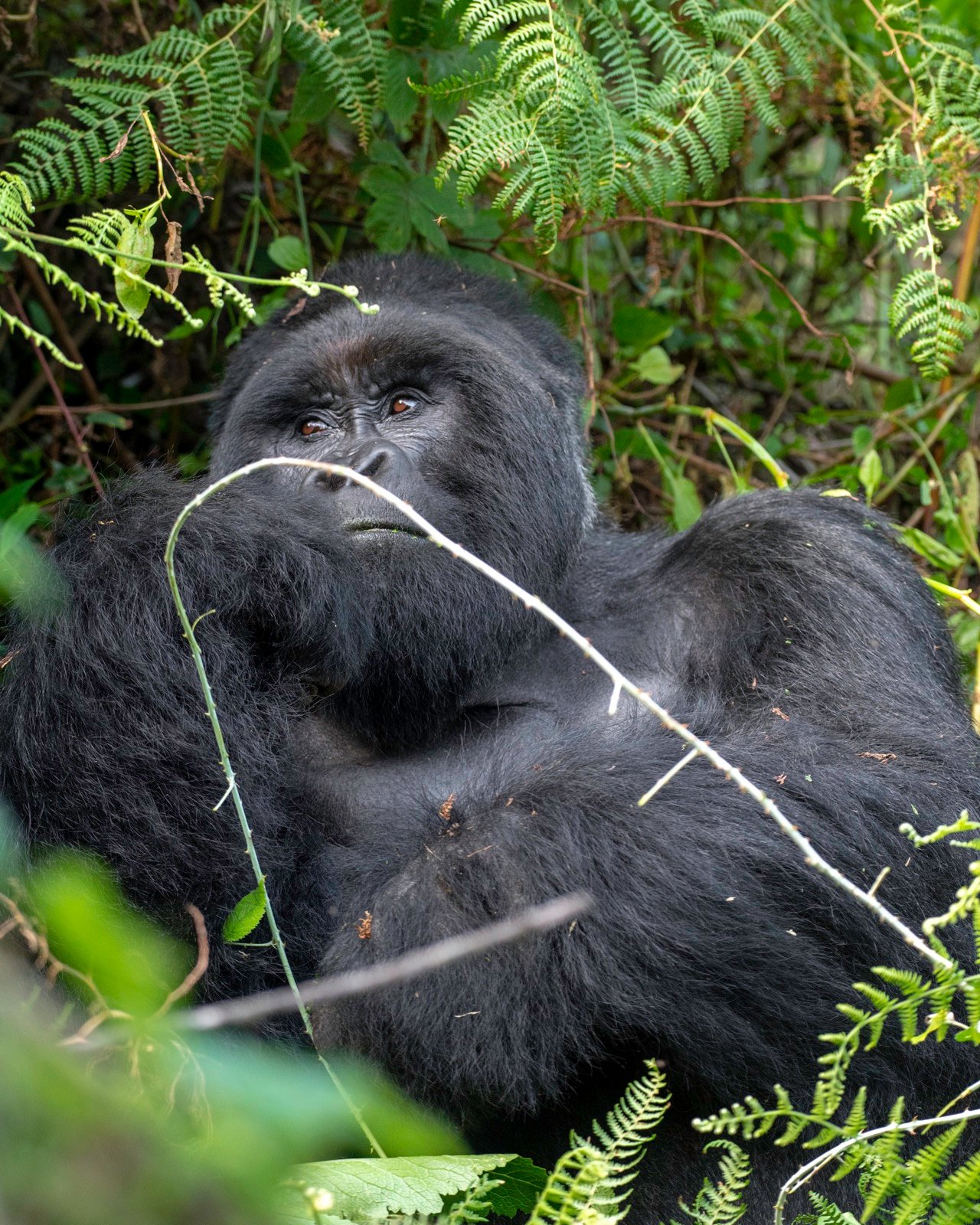 Bwindi Impenetrable National Park