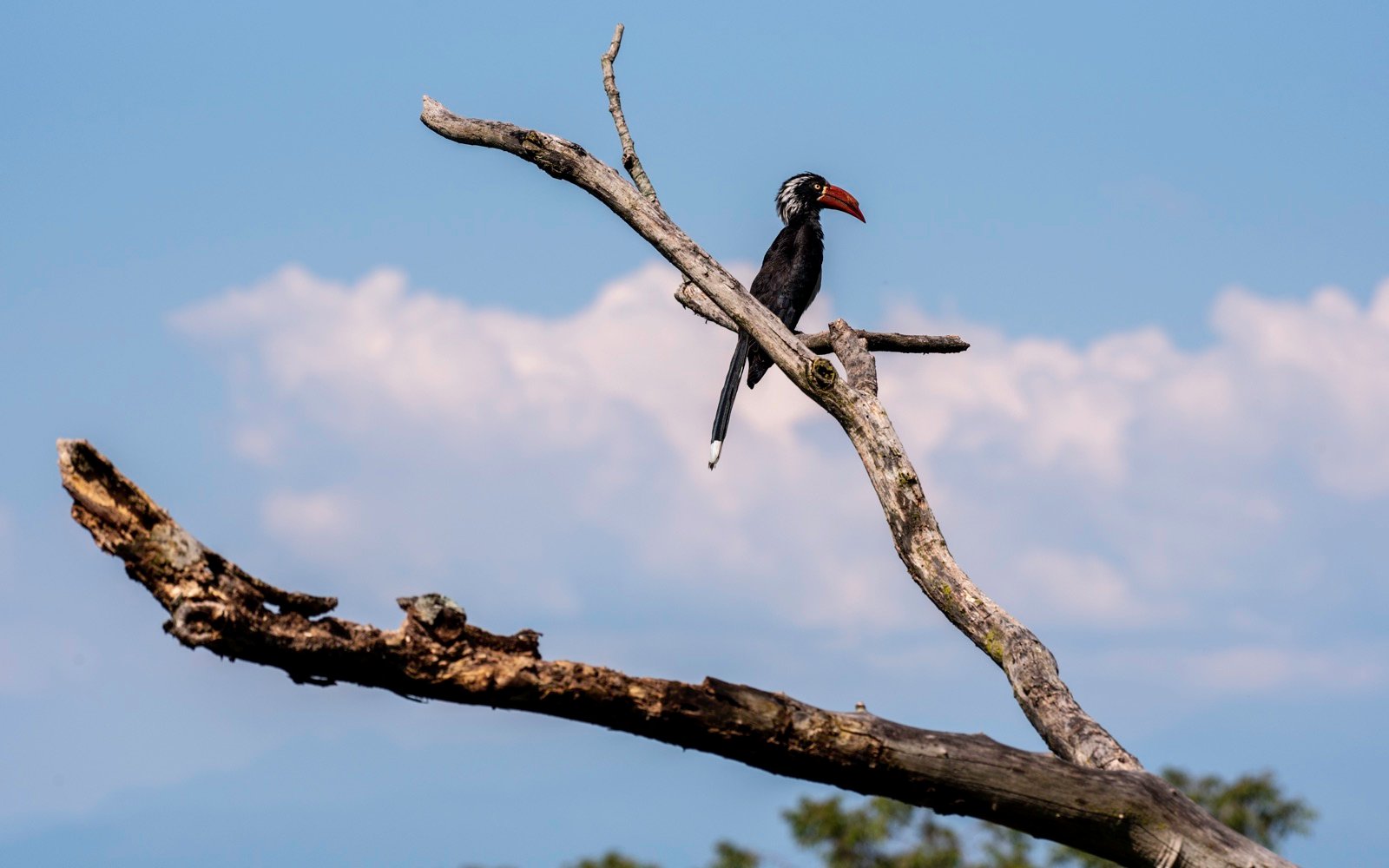 Kibale National Park