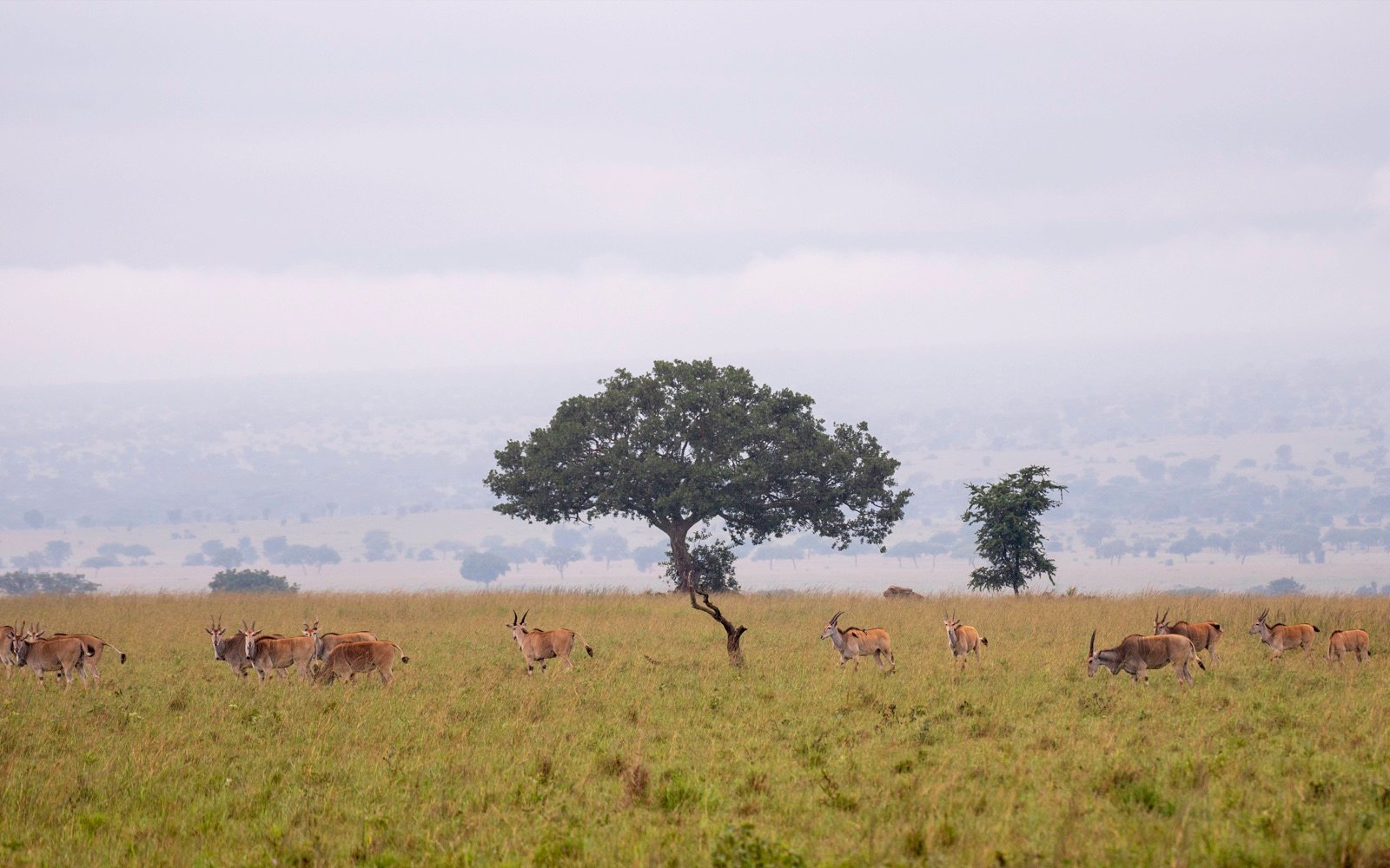 Akagera National Park