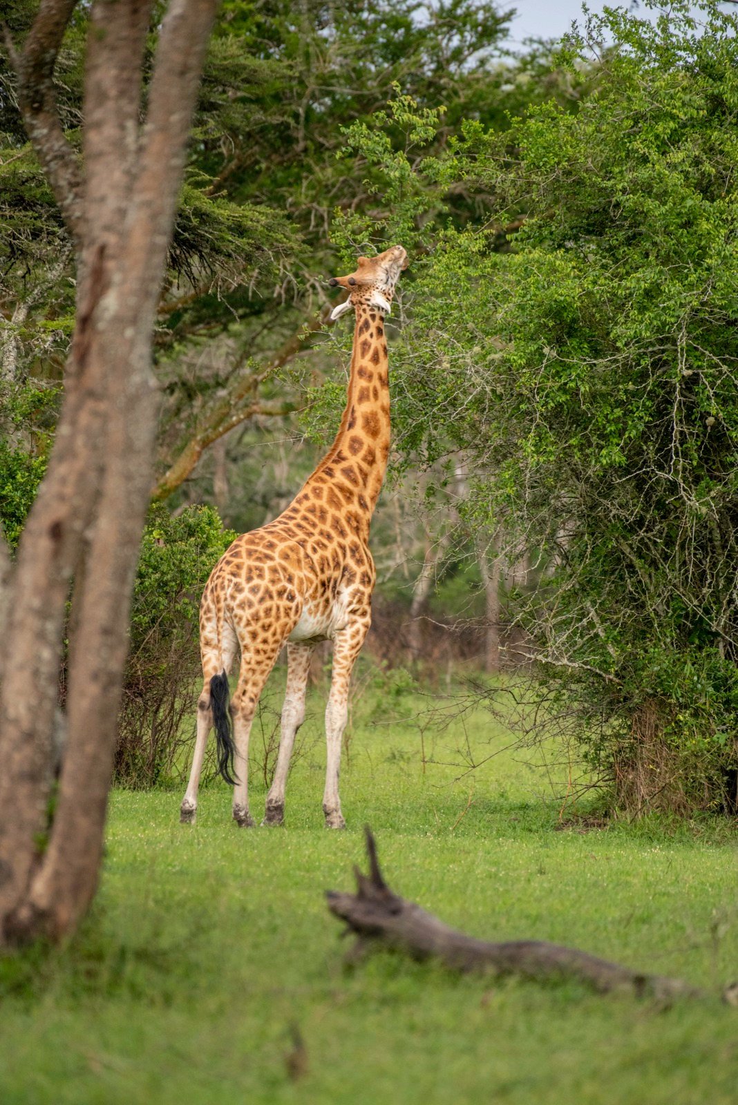 1 Day Mabamba Swamp Excursion