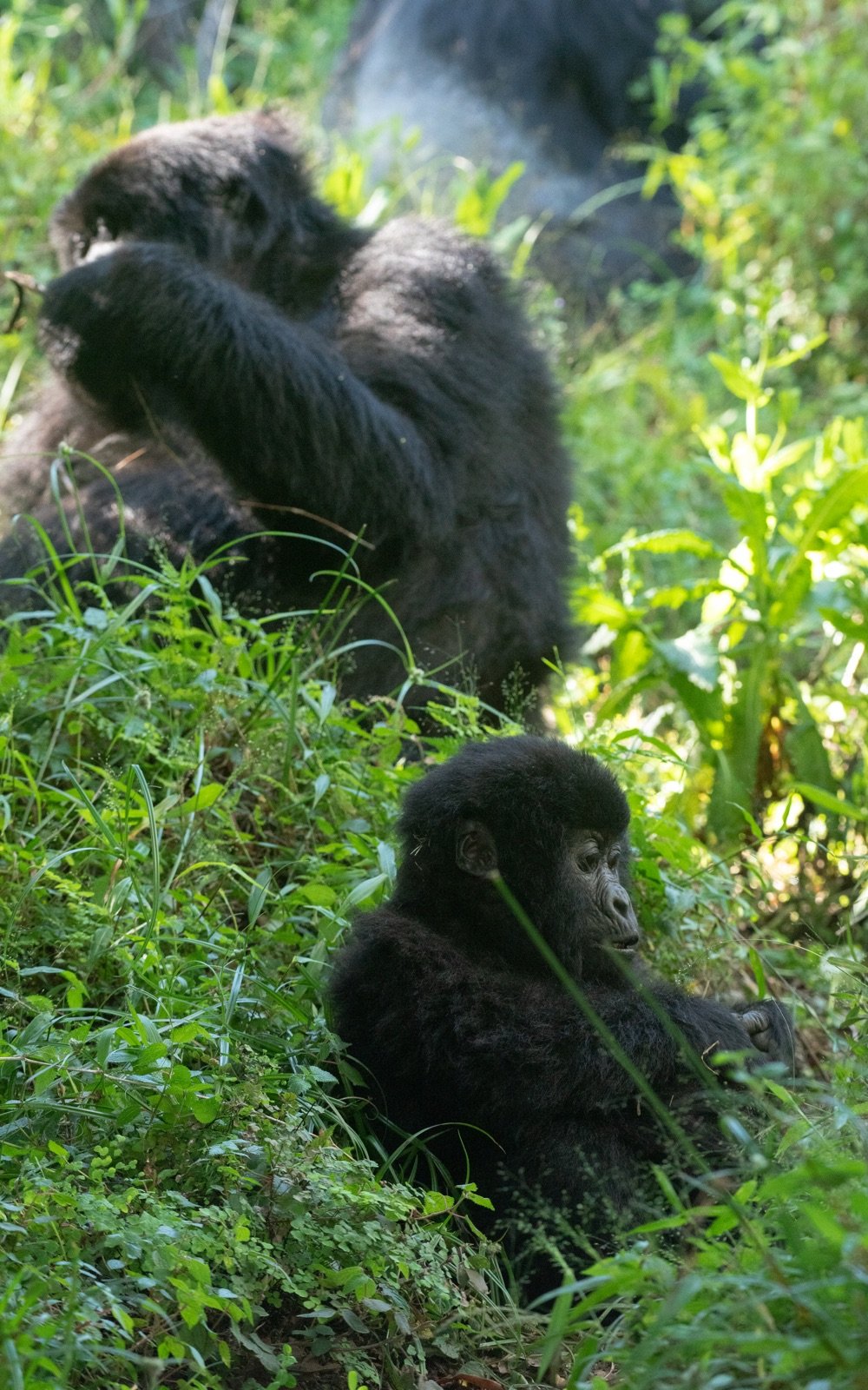 Mgahinga Gorilla National Park