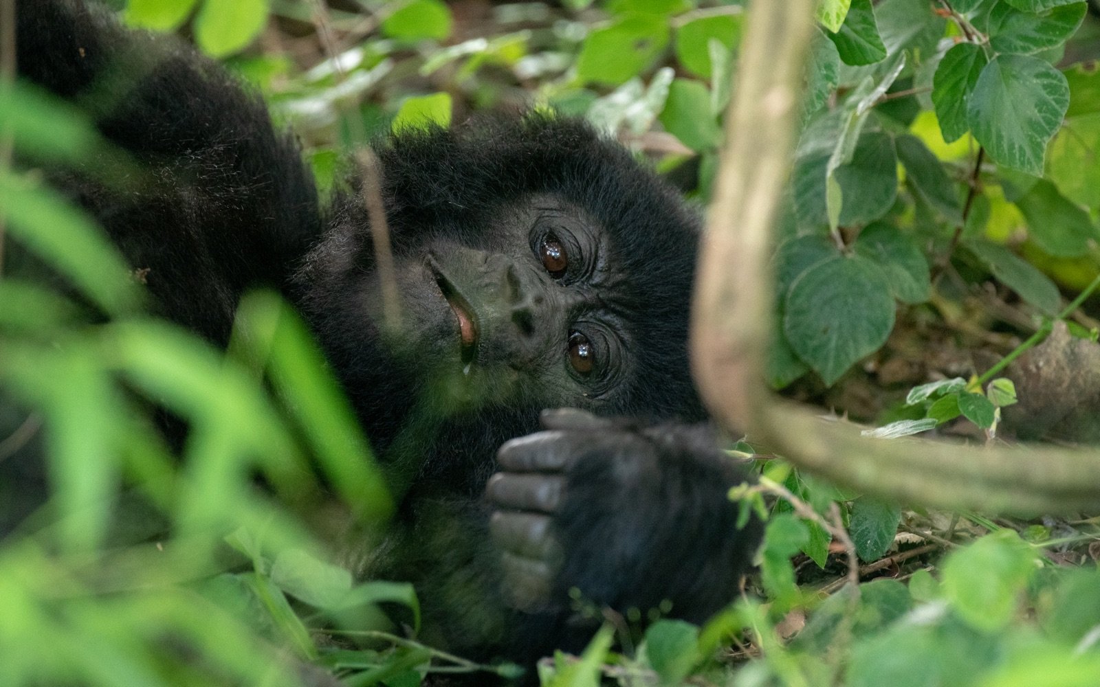 Mgahinga Gorilla National Park