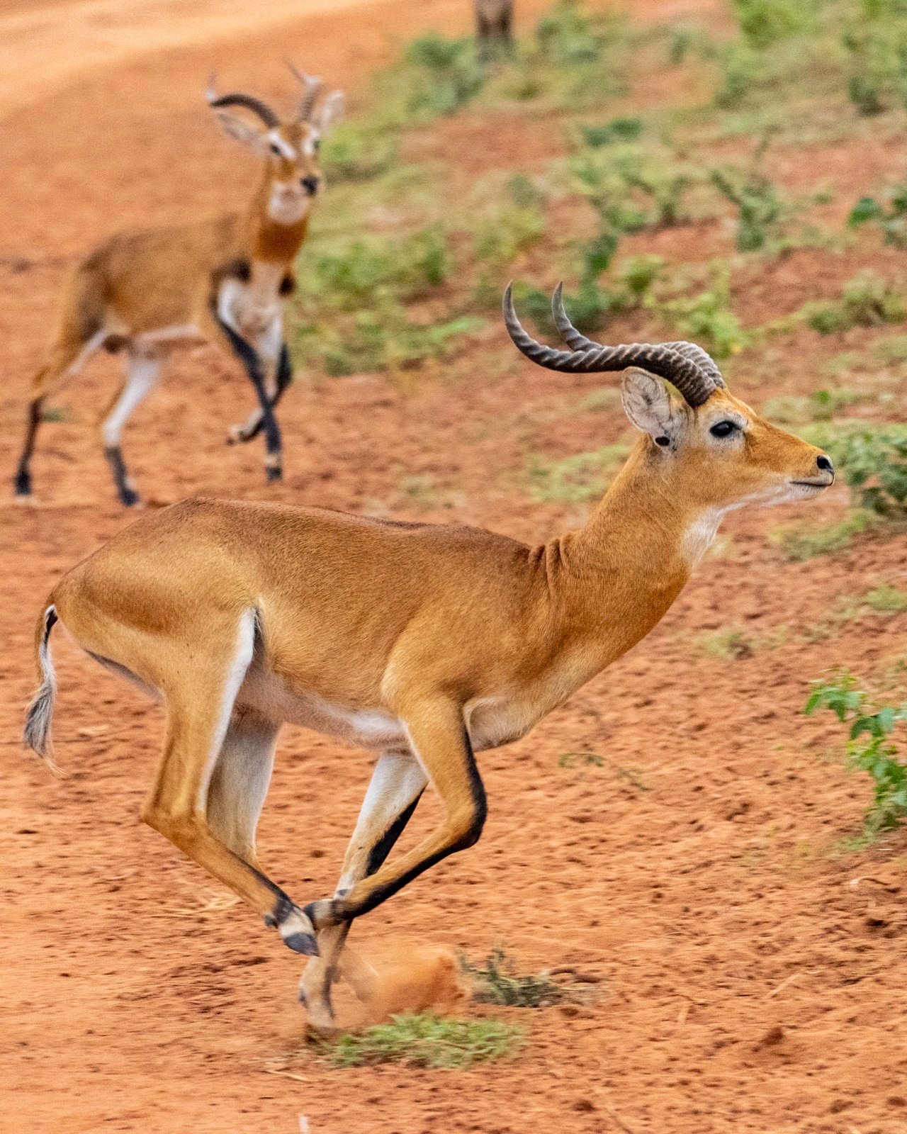 18 Day Uganda Gorillas, Chimps, Birding and Wildlife Safari
