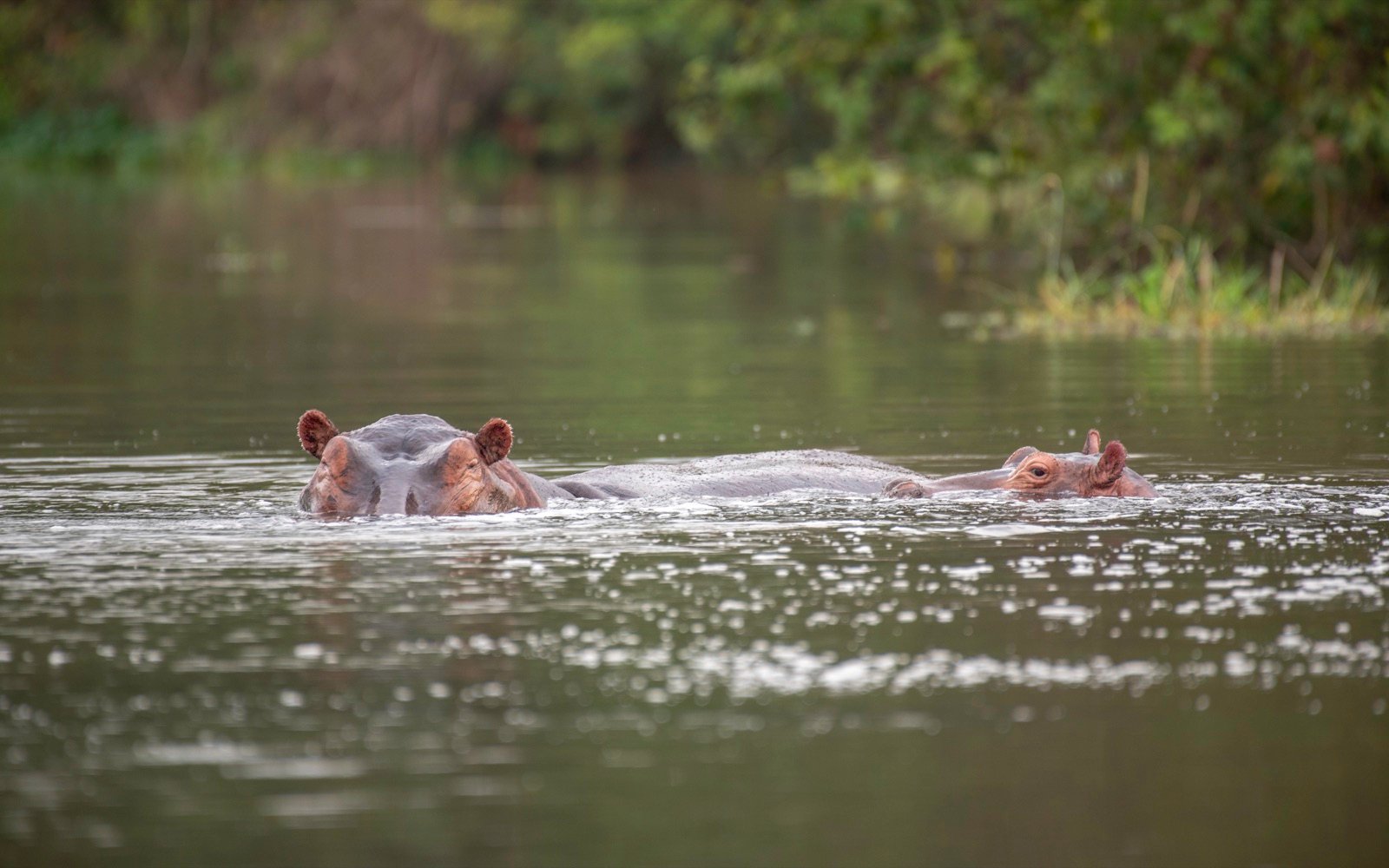 Murchison Falls National Park